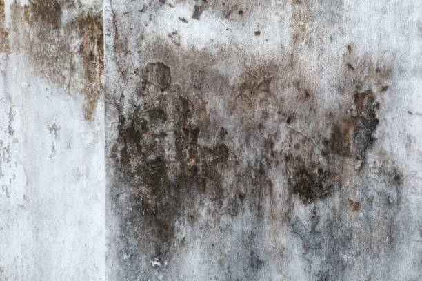 Best Real Estate Mold Inspection  in Butler Beach, FL