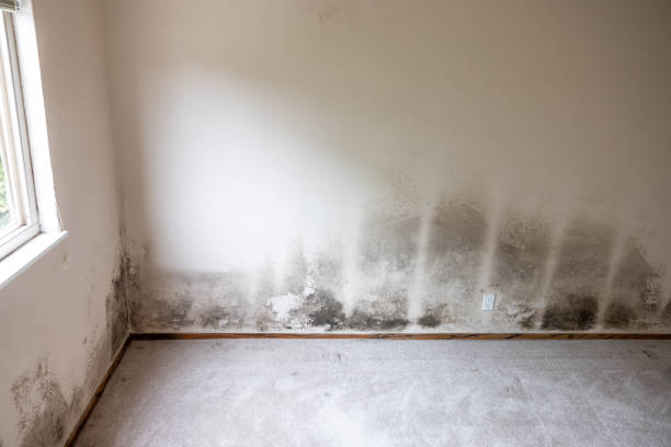 Best Asbestos and Lead Testing During Mold Inspection  in Butler Beach, FL